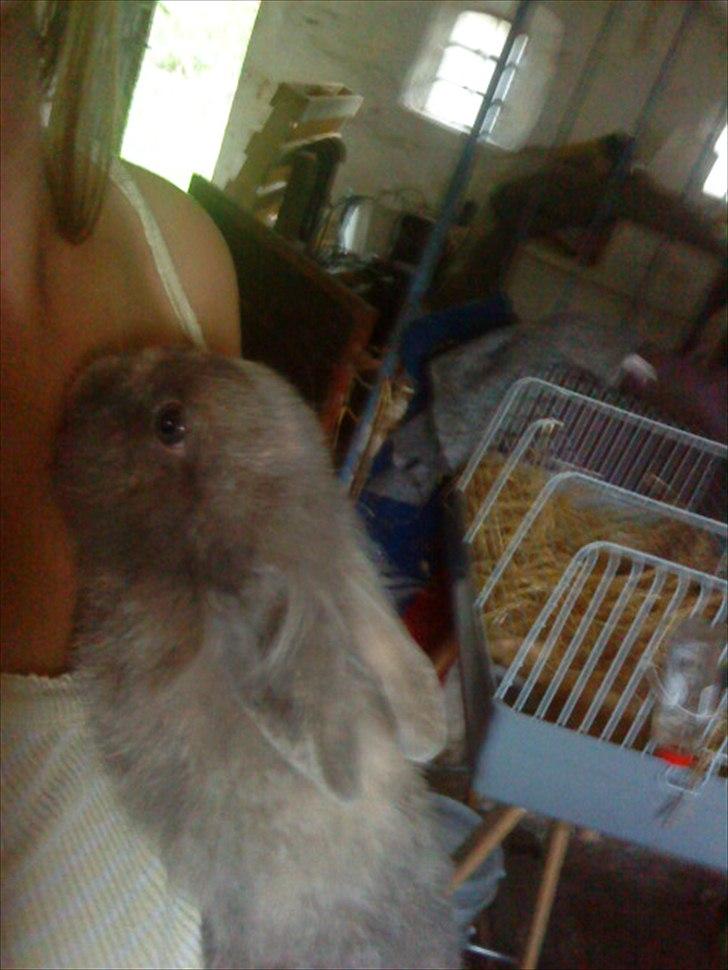 Kanin Mille min prinsesse<3(løbet væk) billede 14