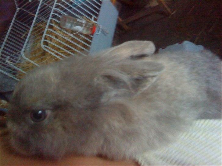 Kanin Mille min prinsesse<3(løbet væk) billede 18