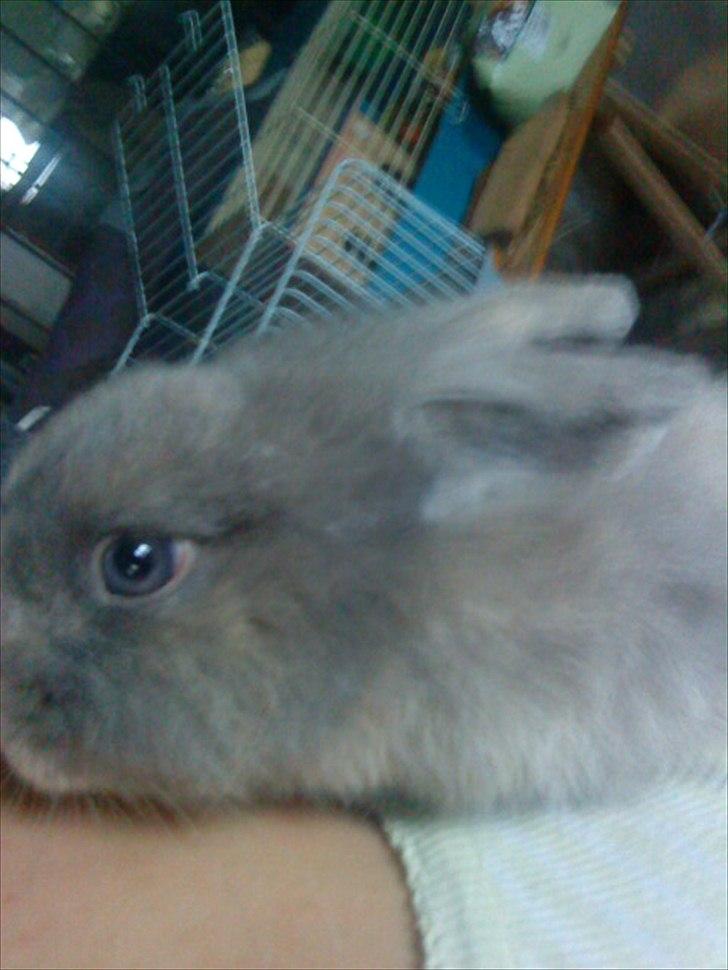 Kanin Mille min prinsesse<3(løbet væk) billede 19