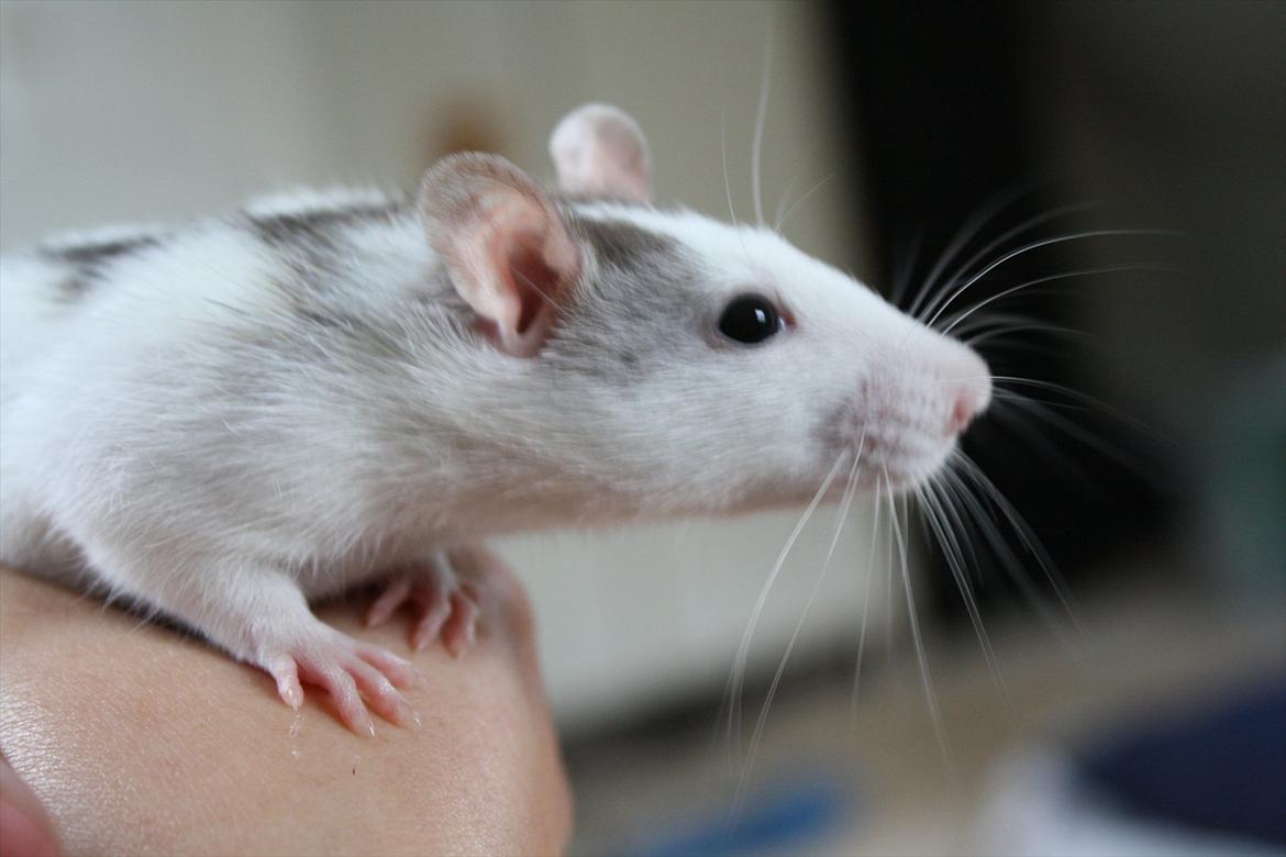 Tamrotte Chia billede 10