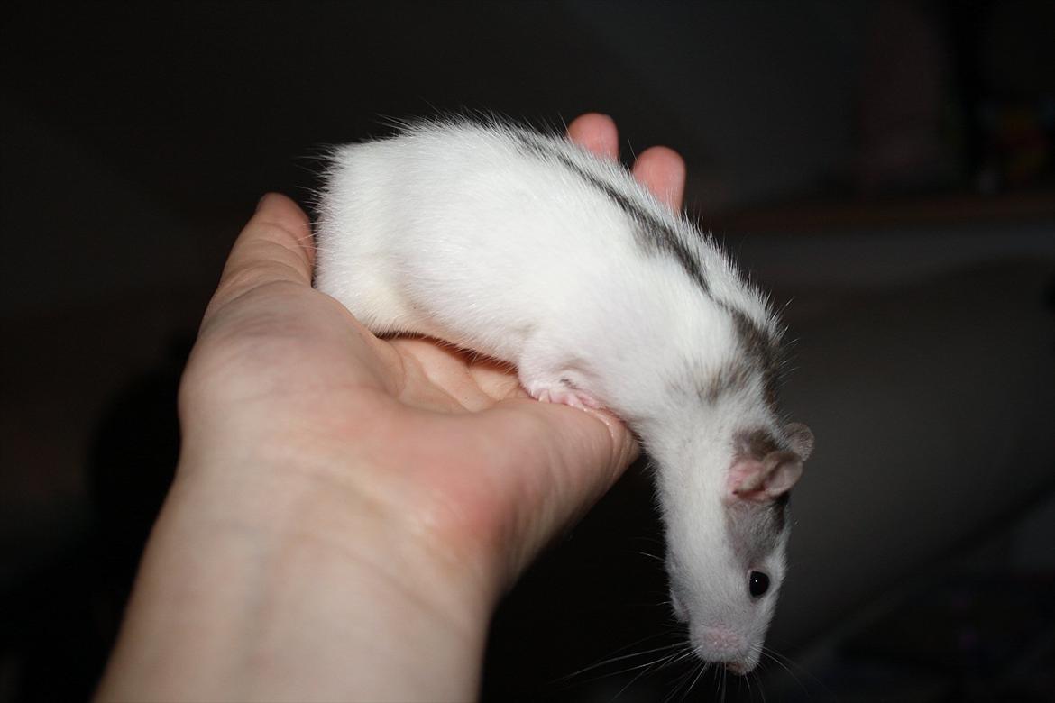 Tamrotte Chia billede 11