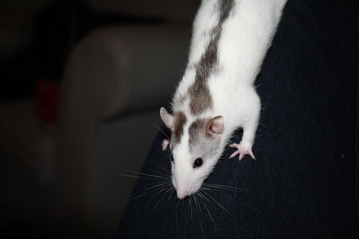 Tamrotte Chia billede 12