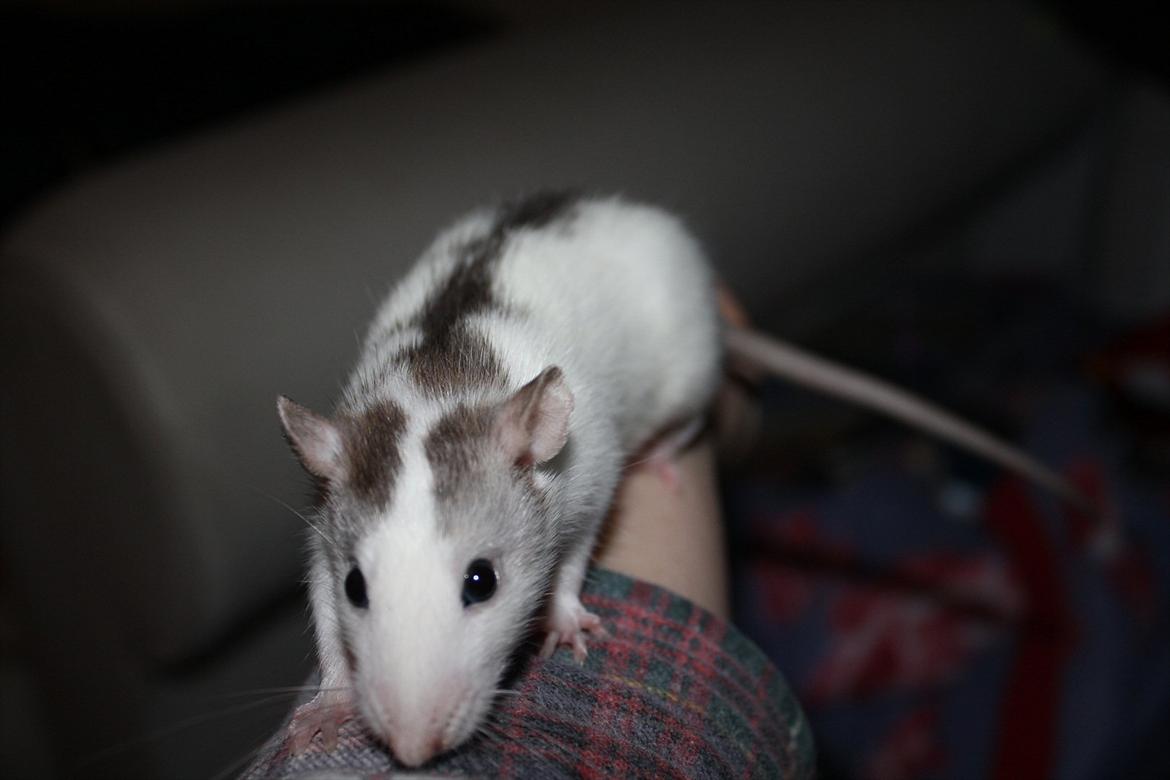 Tamrotte Chia billede 1