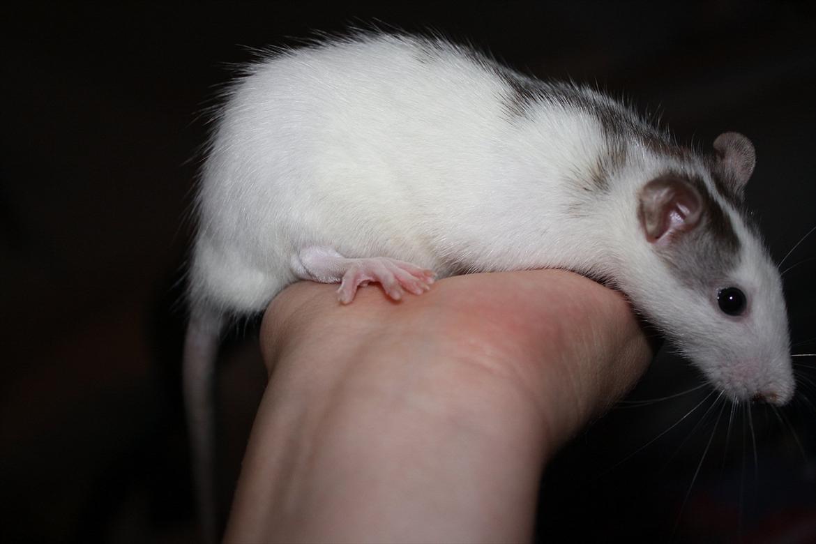 Tamrotte Chia billede 13