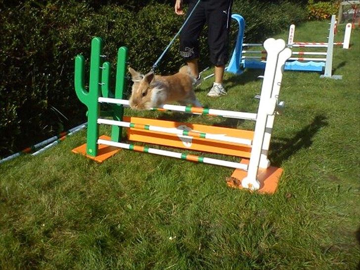 Kanin  ¨˜°º•¤ Stald Kiwis Futte ¤•º°˜¨  - hjemme hved mie <3 billede 17