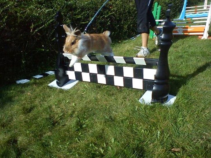 Kanin  ¨˜°º•¤ Stald Kiwis Futte ¤•º°˜¨  - Skark springet. billede 8