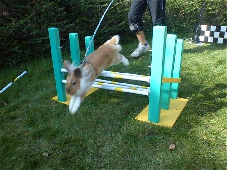 Kanin  ¨˜°º•¤ Stald Kiwis Futte ¤•º°˜¨  - Tripel springet<3 billede 7