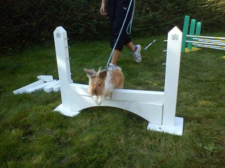 Kanin  ¨˜°º•¤ Stald Kiwis Futte ¤•º°˜¨  - Mur springet  billede 15