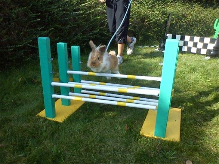 Kanin  ¨˜°º•¤ Stald Kiwis Futte ¤•º°˜¨  billede 2