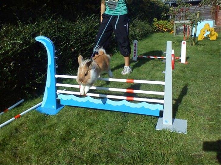 Kanin  ¨˜°º•¤ Stald Kiwis Futte ¤•º°˜¨  - nu kan i se hvor dygtig han er !! billede 4