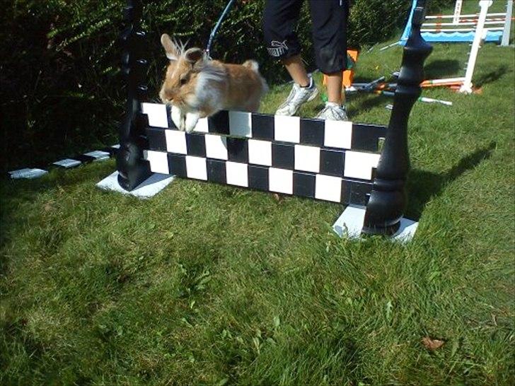 Kanin  ¨˜°º•¤ Stald Kiwis Futte ¤•º°˜¨  - skark springet igen  billede 13