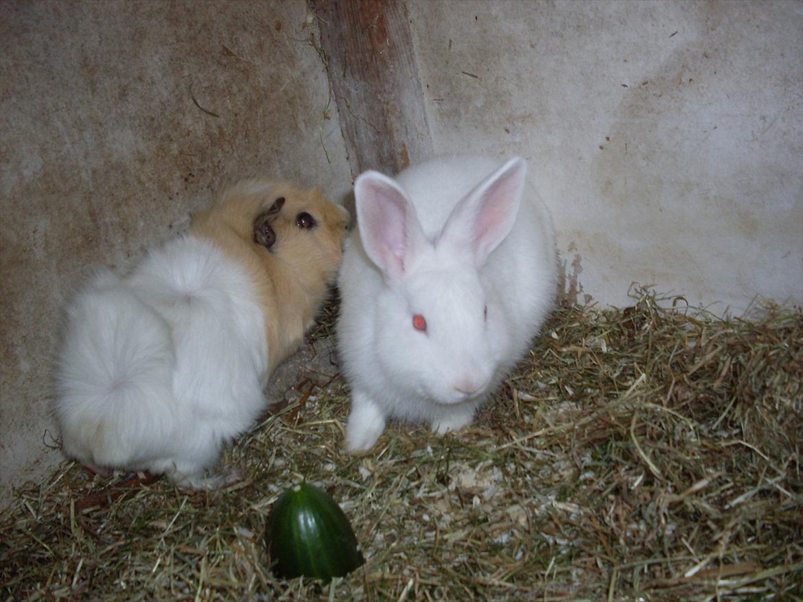Kanin Mulle<3 billede 6