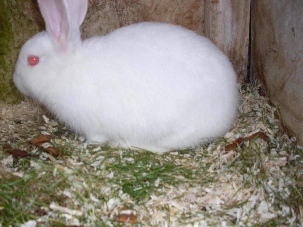 Kanin Mulle<3 billede 7