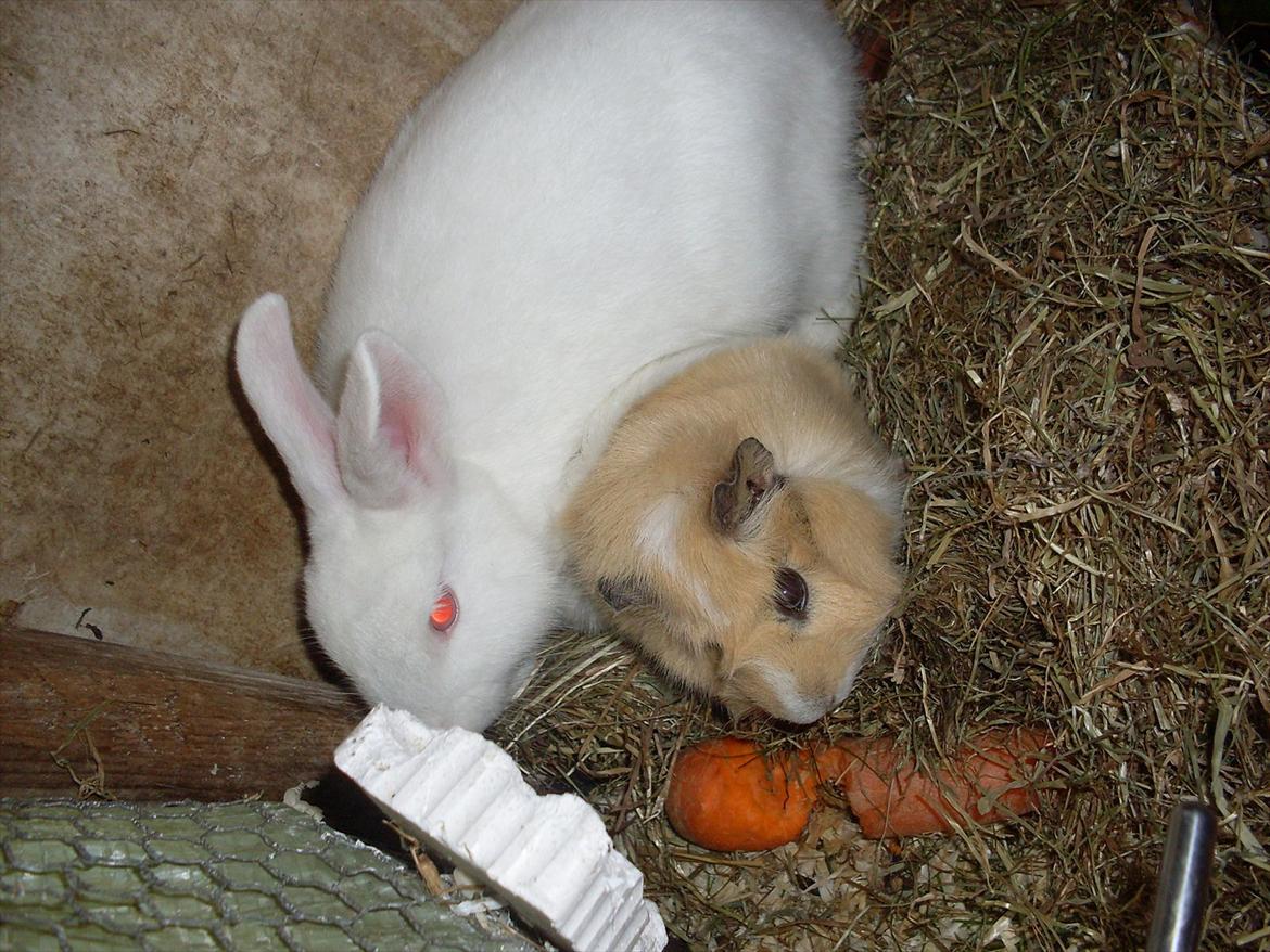 Kanin Mulle<3 billede 8