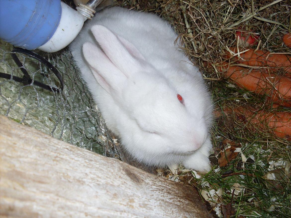 Kanin Mulle<3 billede 9