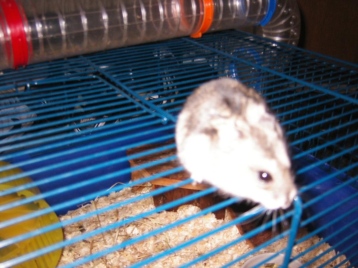 Dværghamster Thea - Thea <3 billede 1