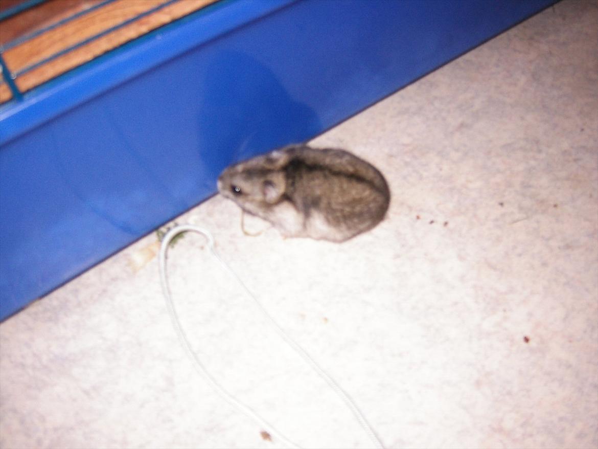 Dværghamster Thea billede 2