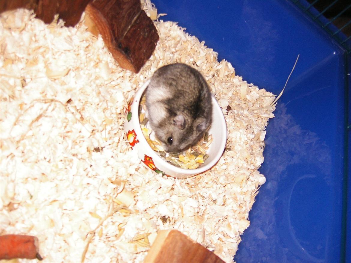 Dværghamster Thea - Thea elsker! mad ;) billede 3