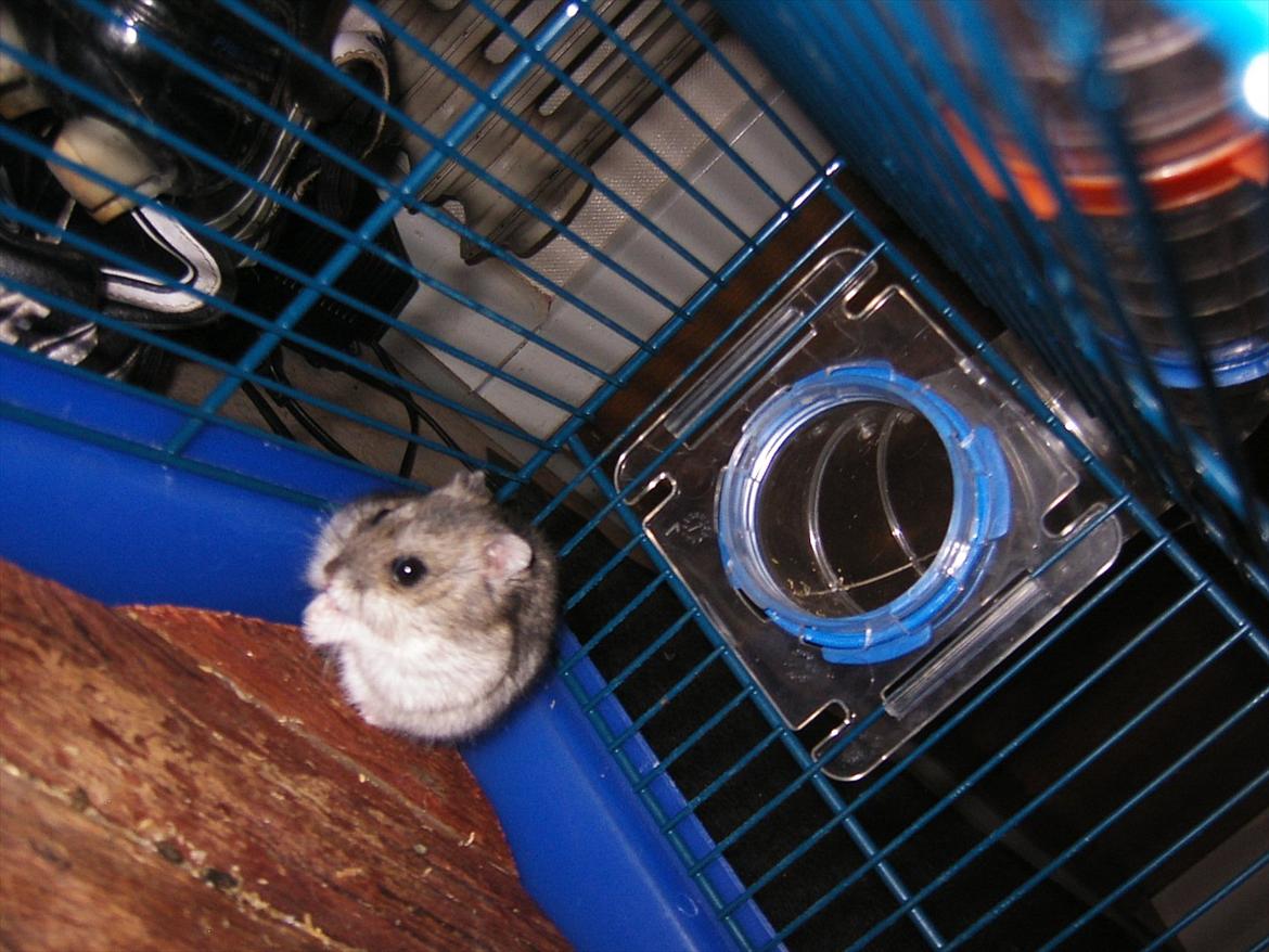 Dværghamster Thea - Thea pigen oven på sin lille hule billede 4