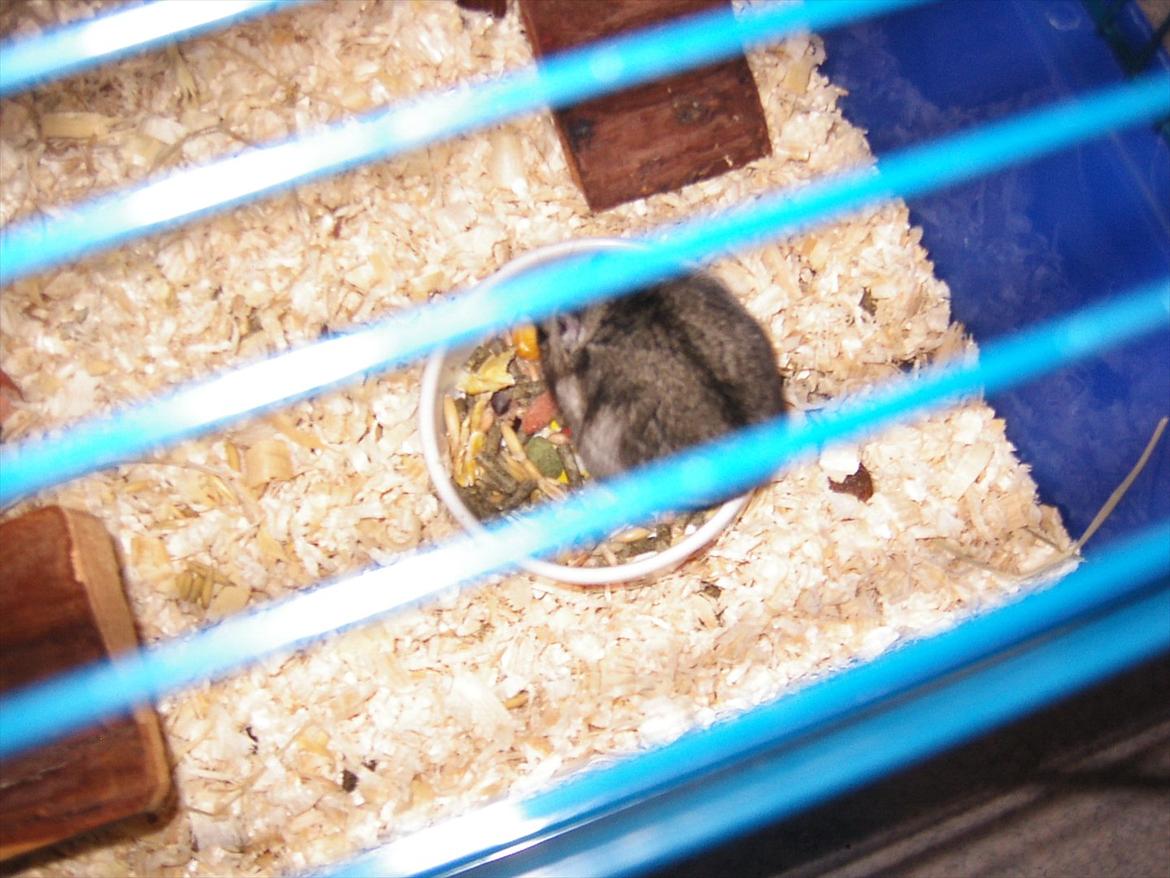 Dværghamster Thea billede 5