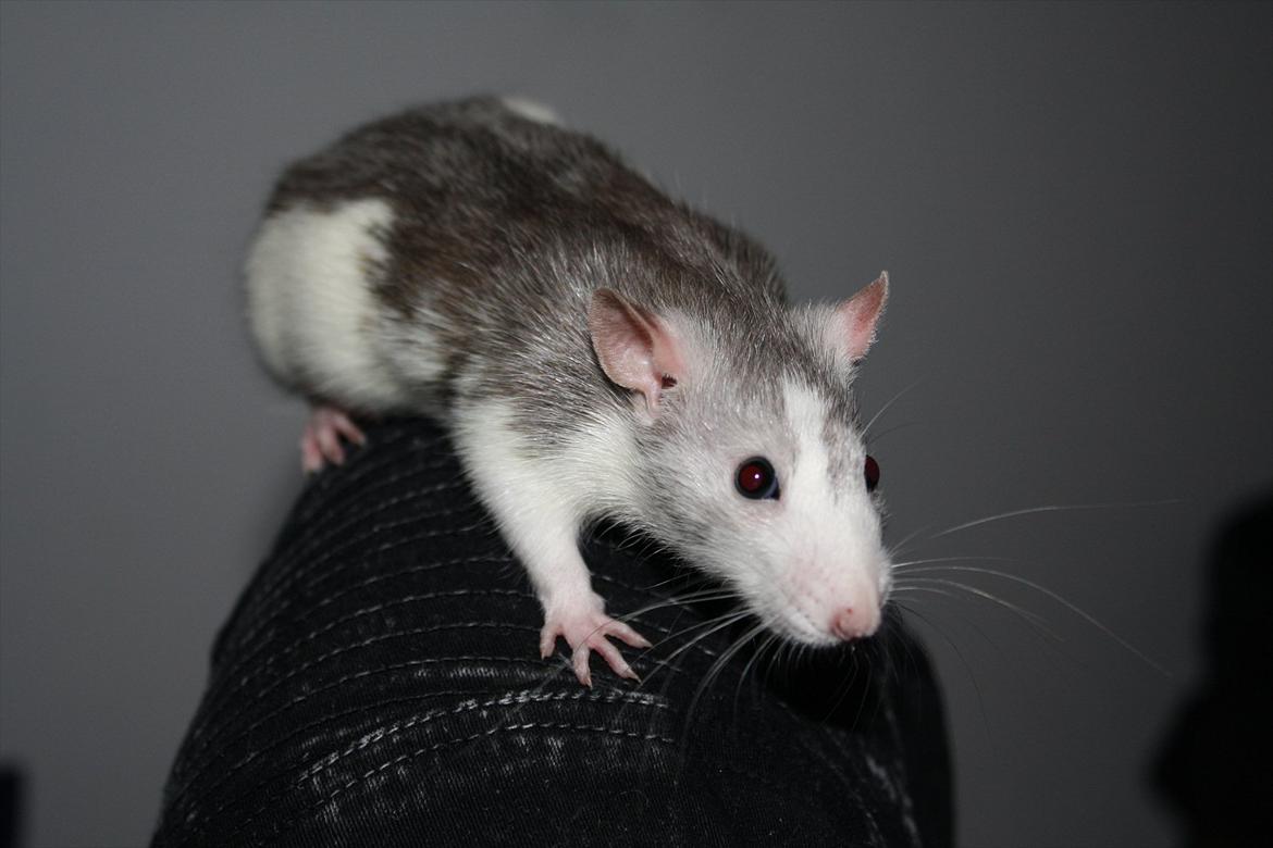 Tamrotte Ayo billede 12