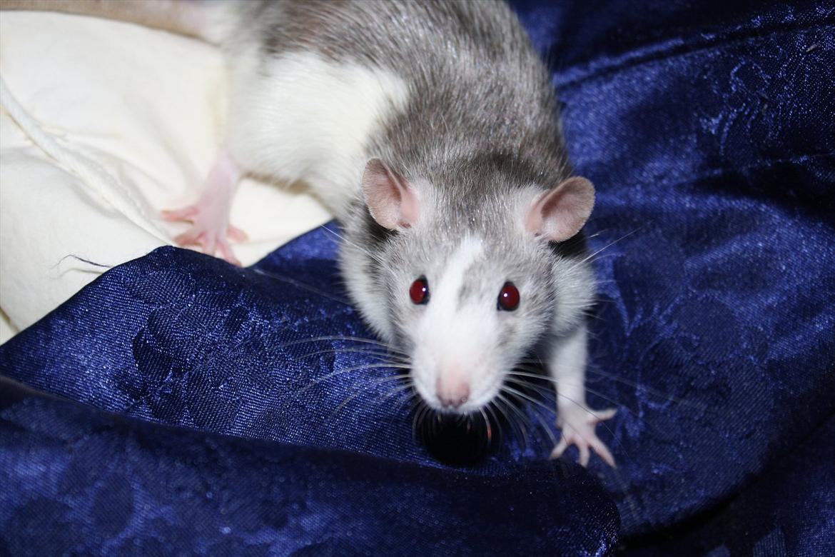 Tamrotte Ayo billede 1