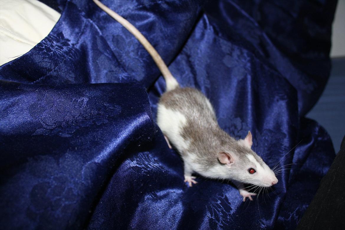 Tamrotte Ayo billede 13