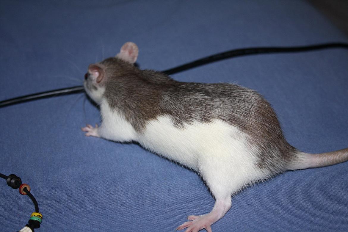 Tamrotte Ayo billede 15