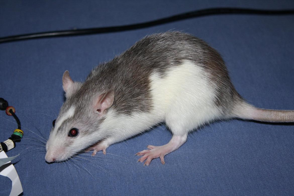 Tamrotte Ayo billede 14