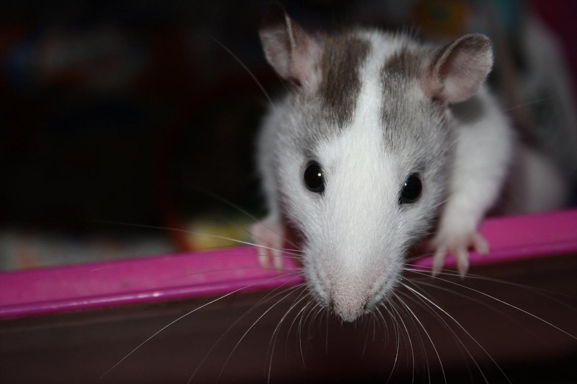 Tamrotte Chia billede 14