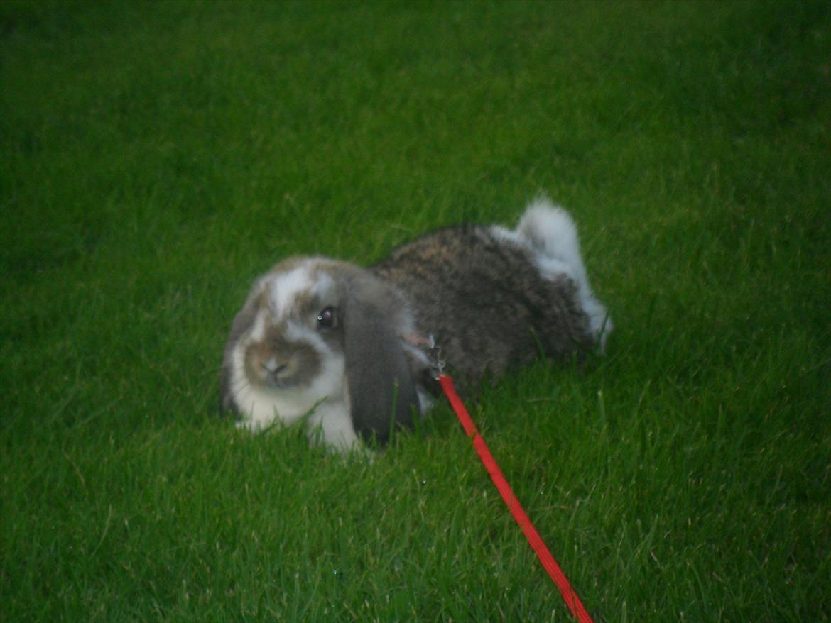 Kanin Baby Royal<3:-* billede 12