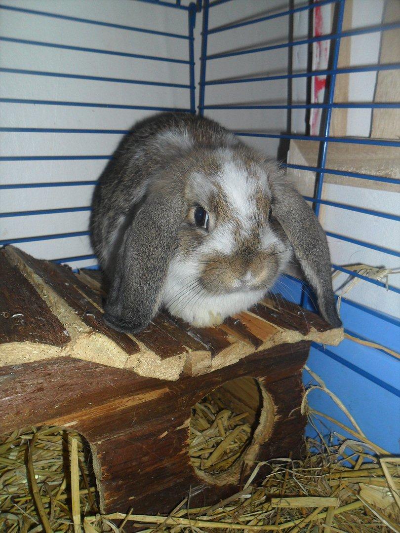 Kanin Baby Royal<3:-* billede 11