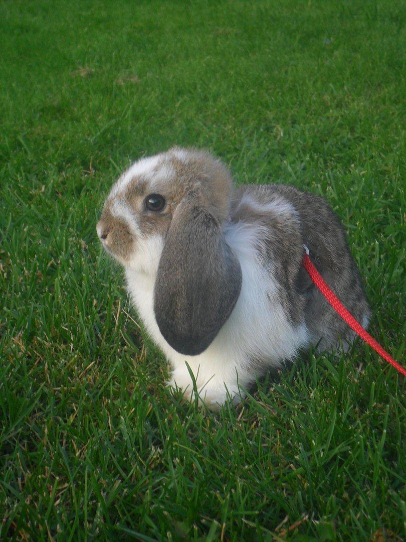 Kanin Baby Royal<3:-* billede 13