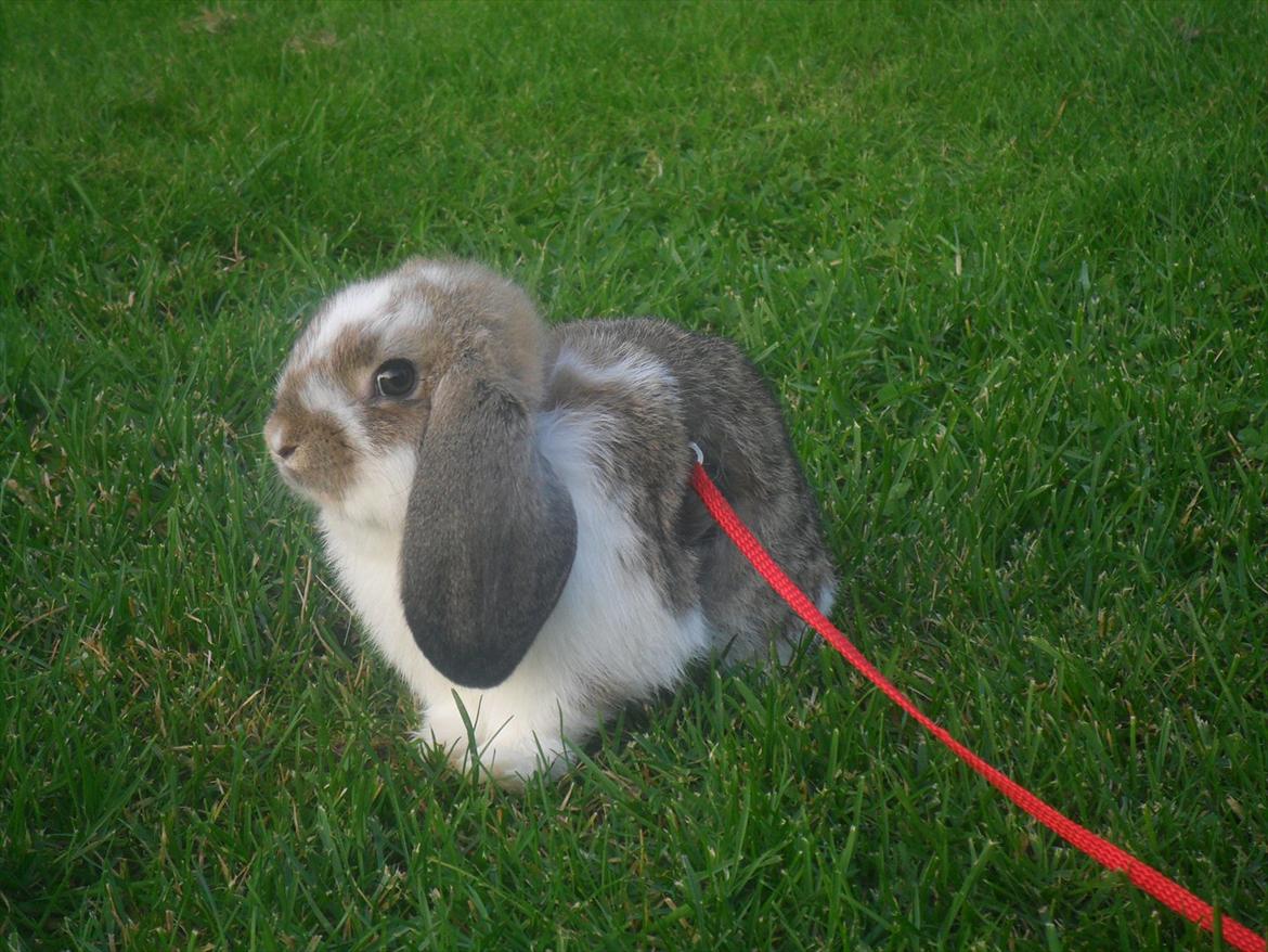 Kanin Baby Royal<3:-* billede 14