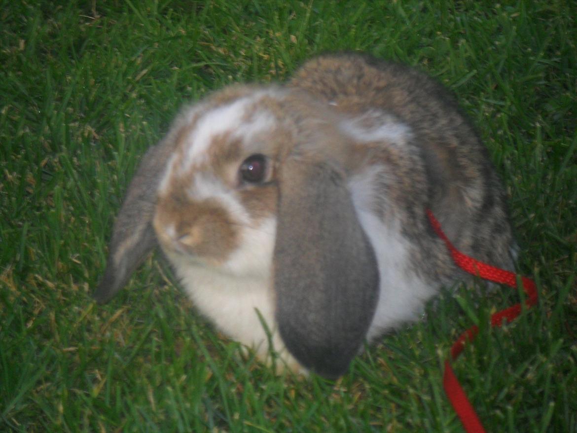 Kanin Baby Royal<3:-* billede 15