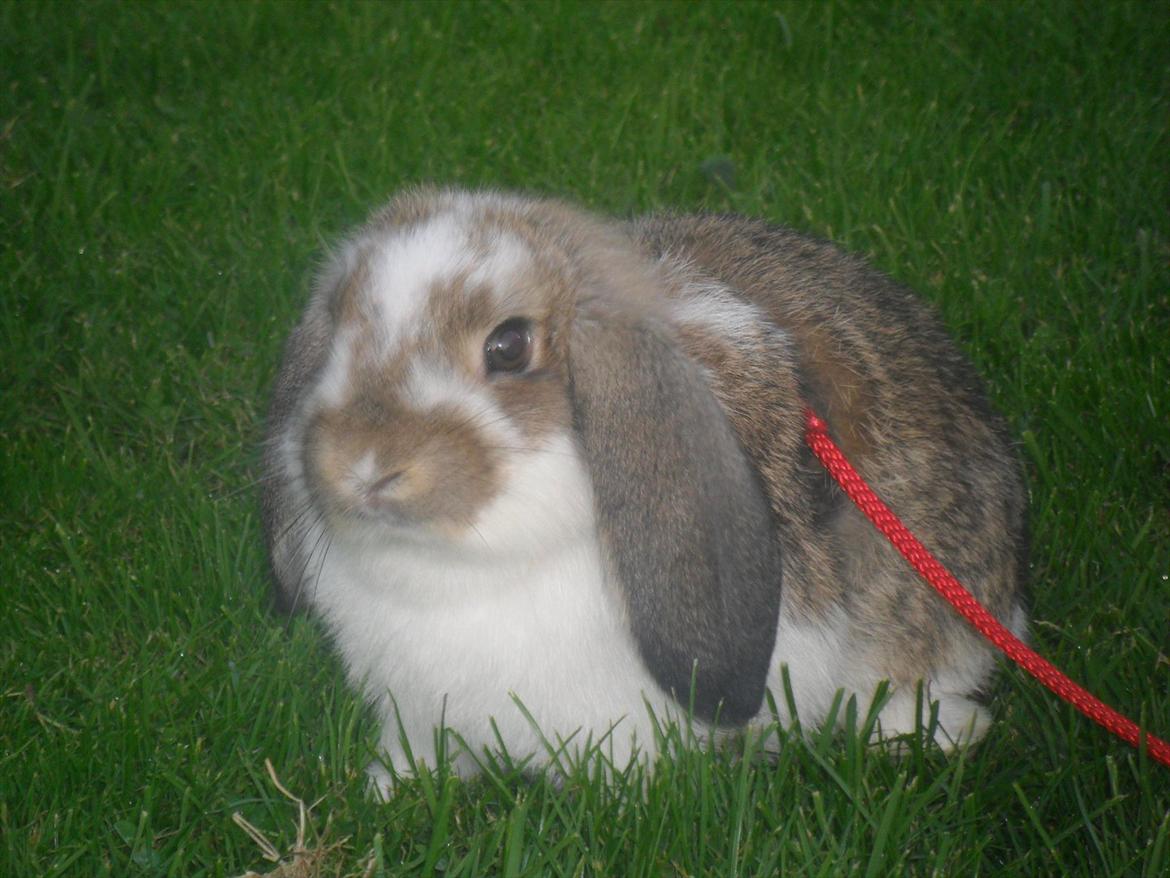 Kanin Baby Royal<3:-* billede 16