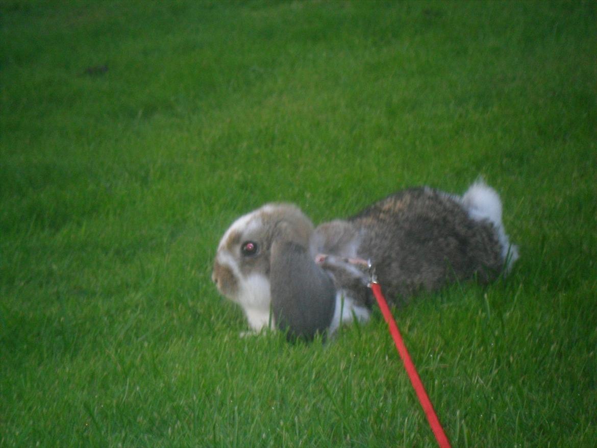 Kanin Baby Royal<3:-* billede 17