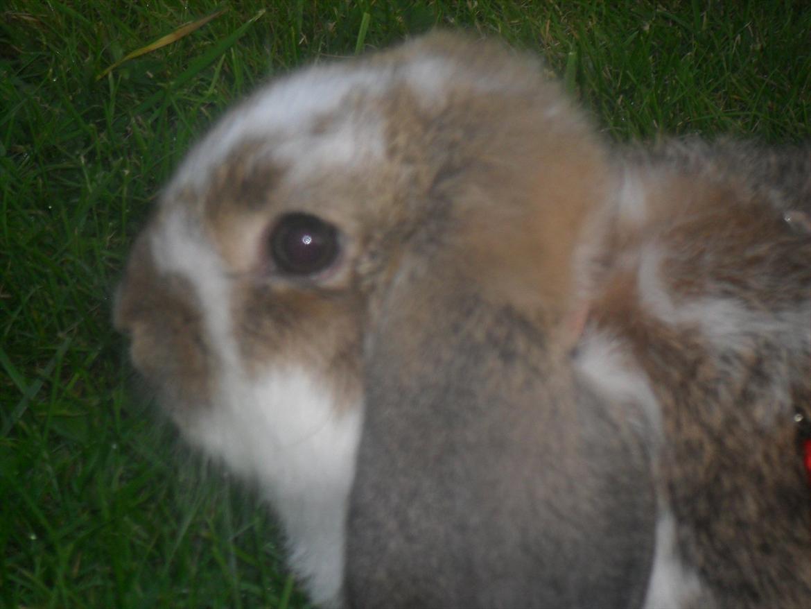 Kanin Baby Royal<3:-* billede 18