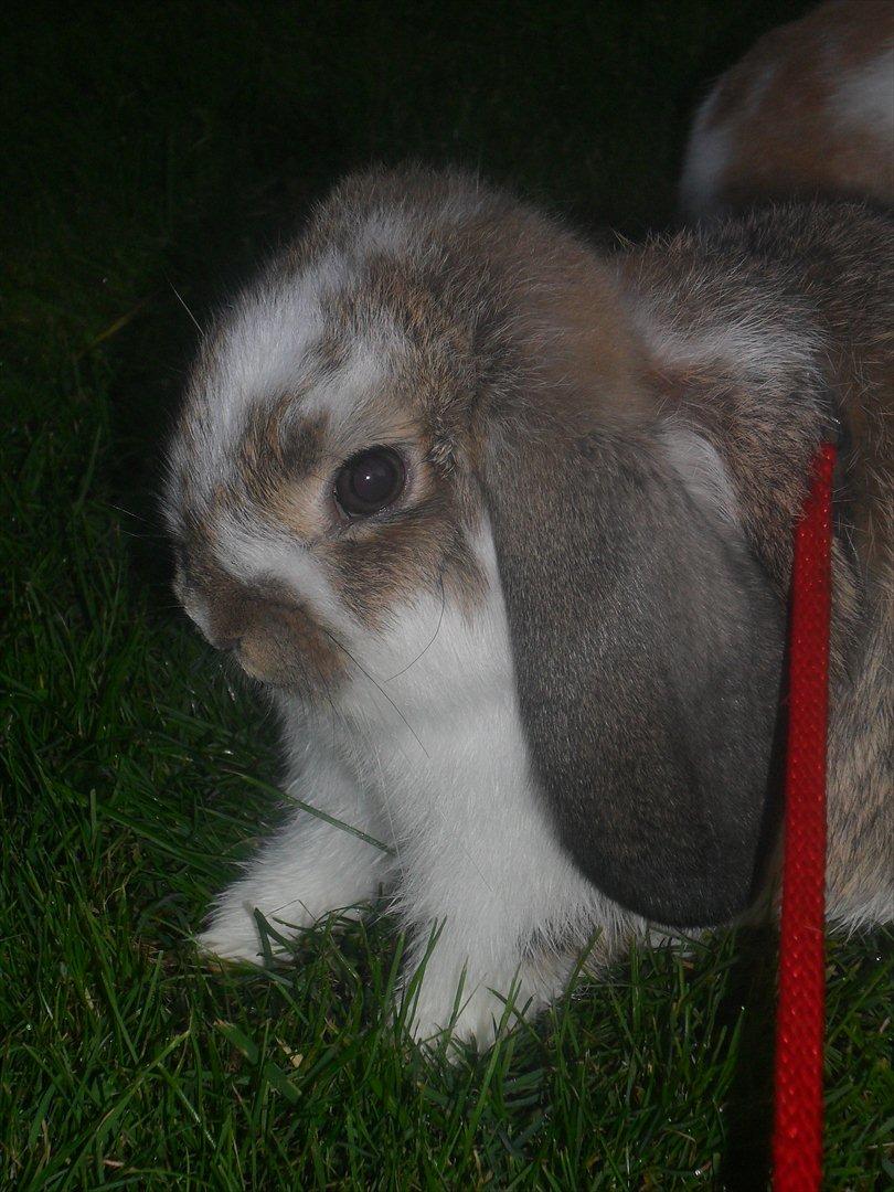 Kanin Baby Royal<3:-* billede 19