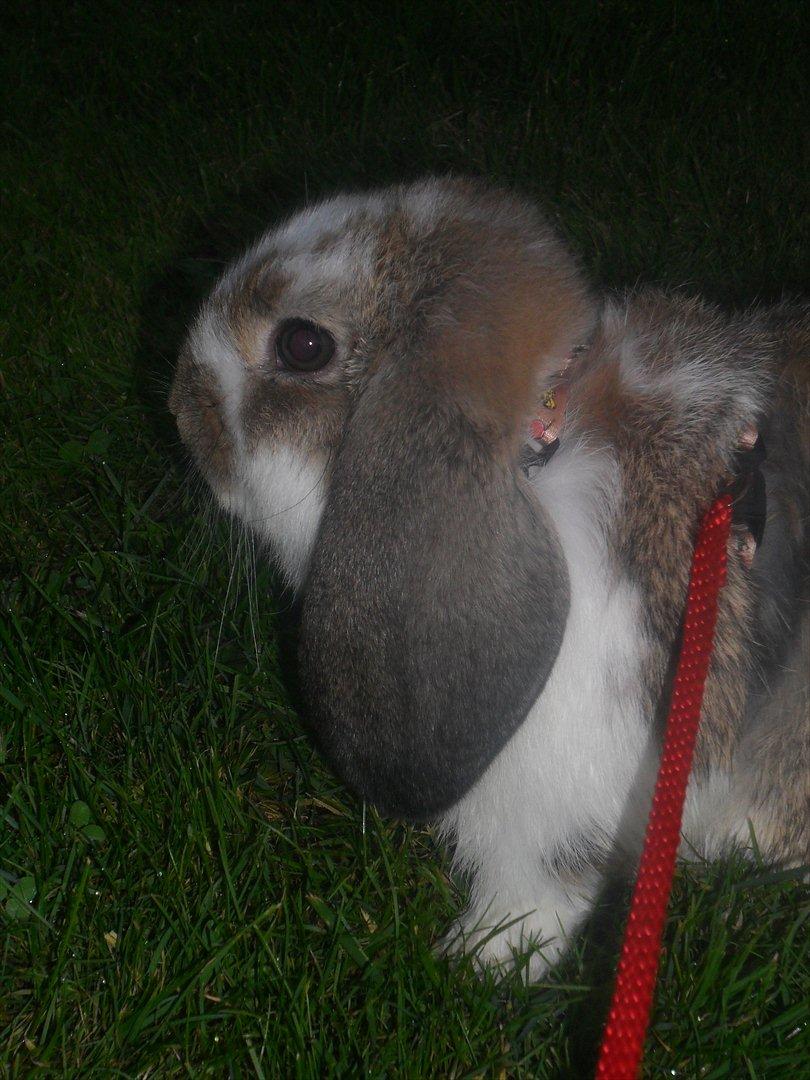 Kanin Baby Royal<3:-* billede 20