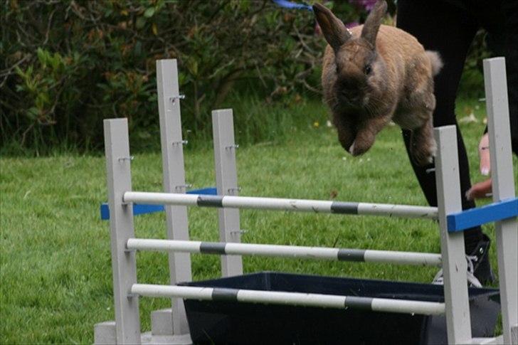 Kanin Ninus - Foto: Lisa Hein billede 12