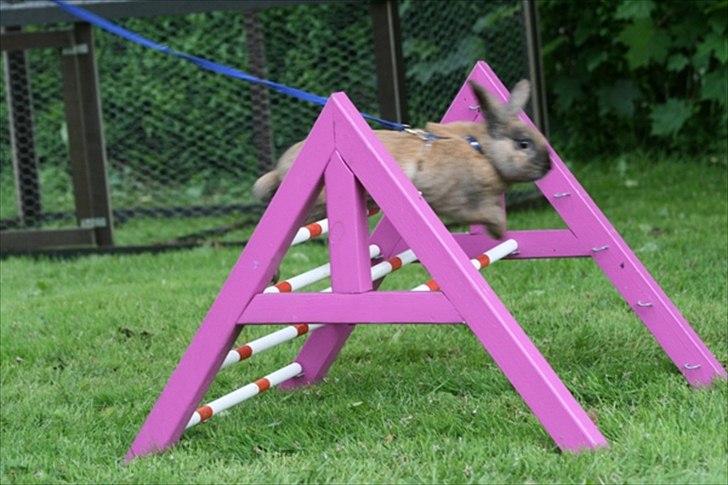 Kanin Ninus - Foto: Lisa Hein  billede 13