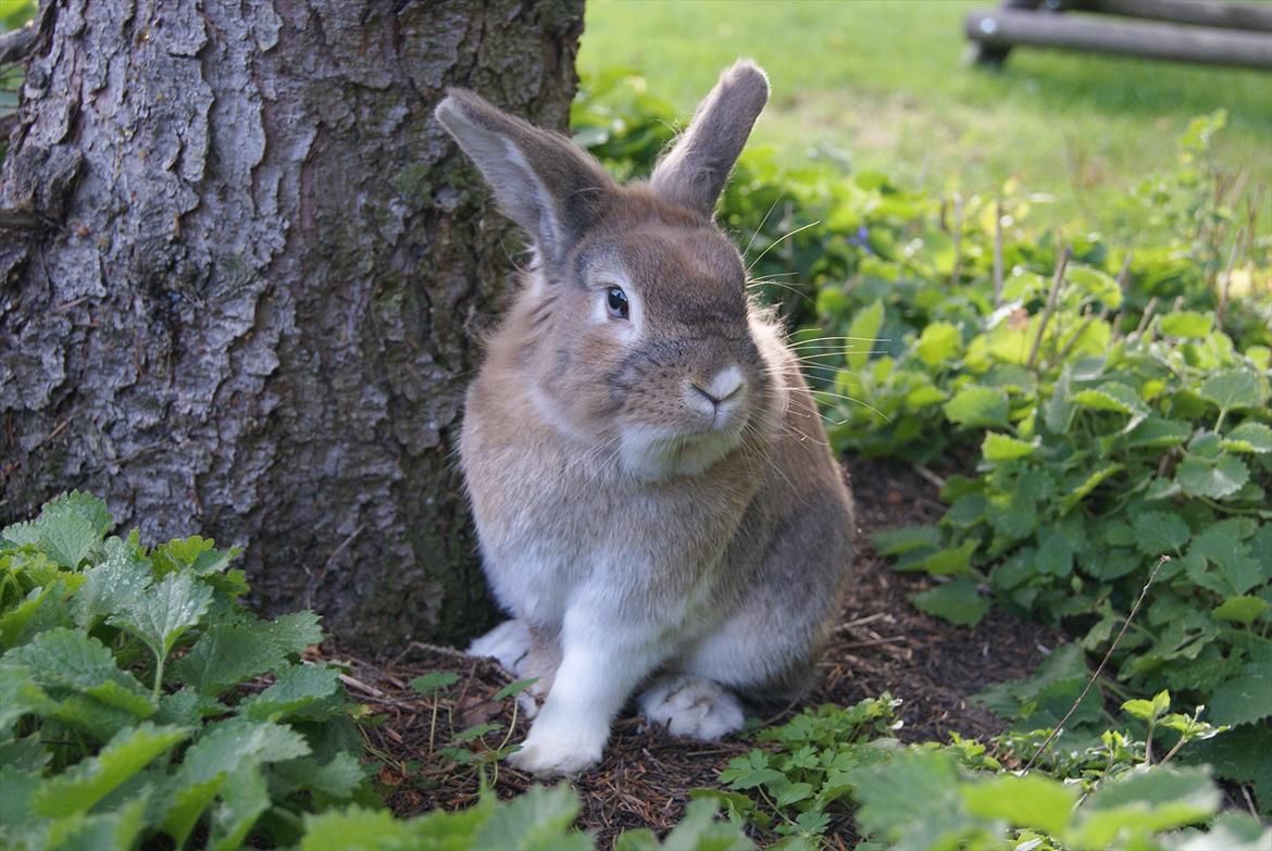 Kanin Lille-Skid R.I.P <3 billede 11