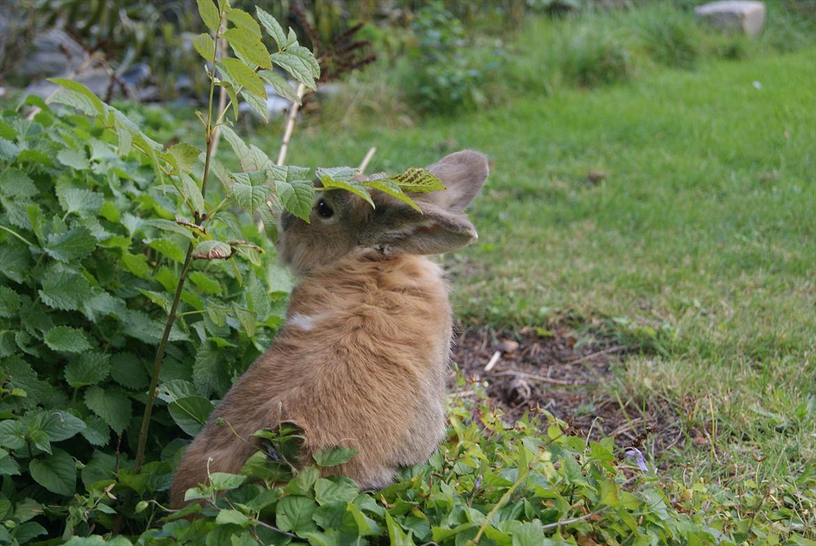 Kanin Lille-Skid R.I.P <3 - "Jeg er her ikke" billede 12