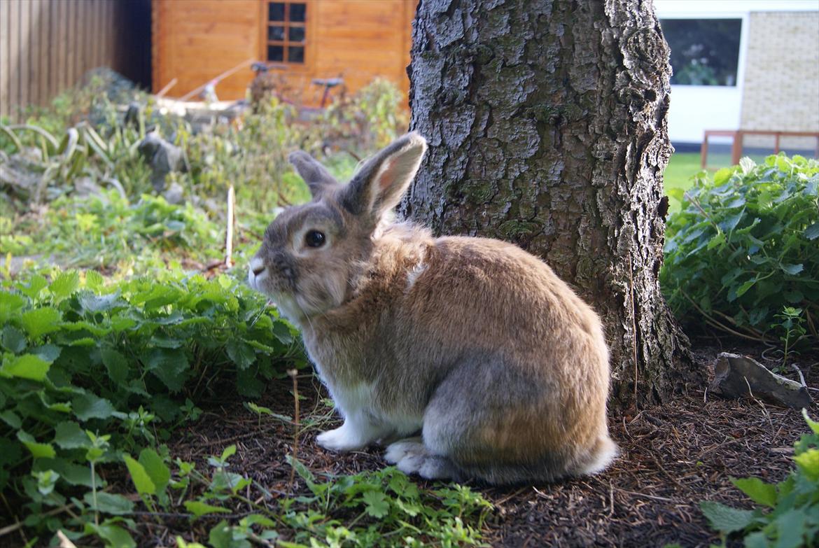 Kanin Lille-Skid R.I.P <3 billede 13