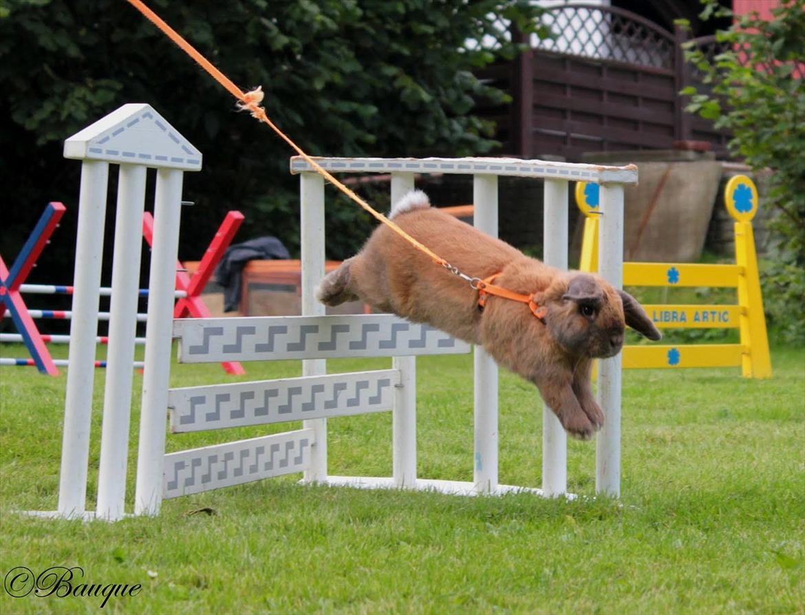 Kanin Winds Kantarel billede 8