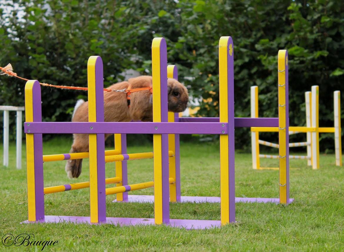 Kanin Winds Kantarel billede 9