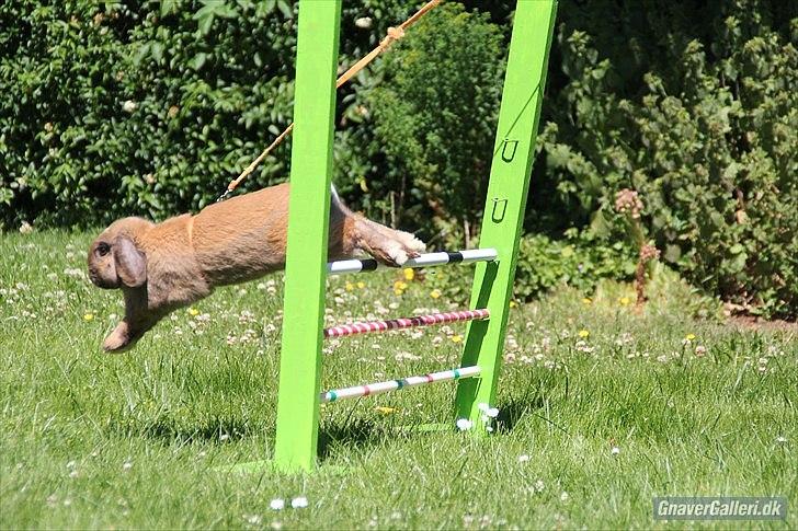 Kanin Winds Kantarel billede 10