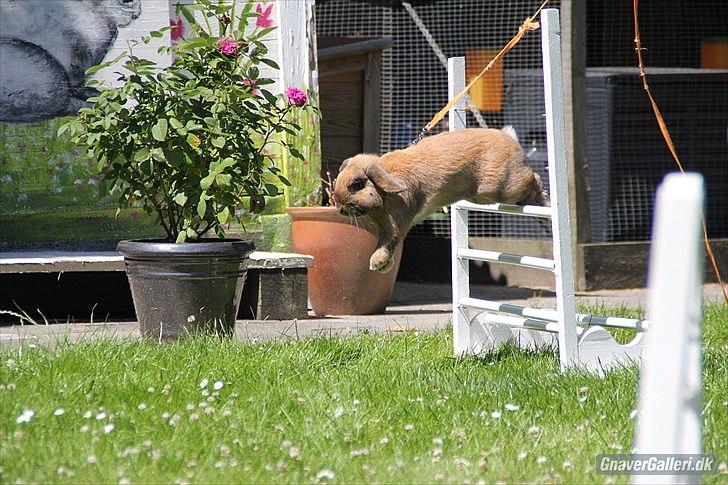 Kanin Winds Kantarel billede 11