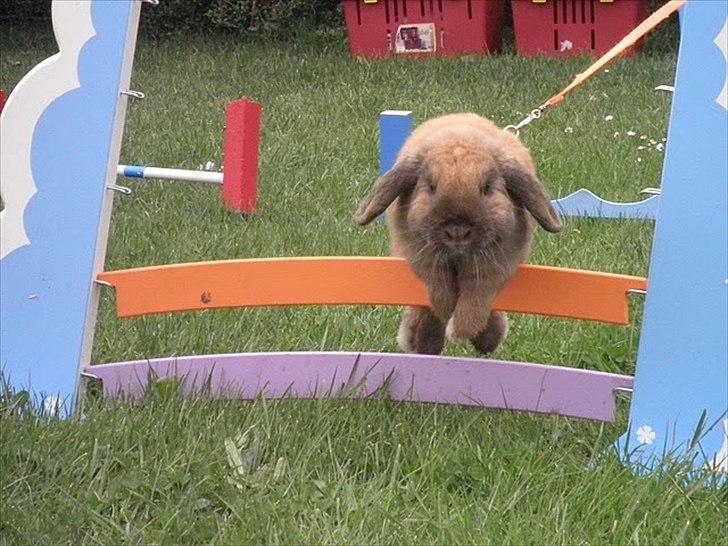 Kanin Winds Kantarel billede 12